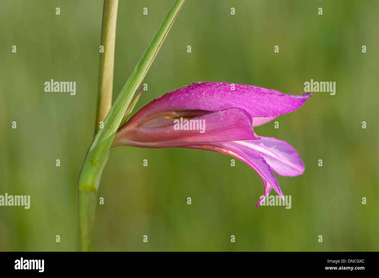 Unico fiore Cornflag, (Gladiolus communis) Foto Stock