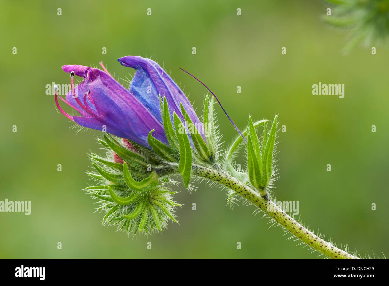 Fiore singolo capo di Blueweed (Echium vulgare) Foto Stock