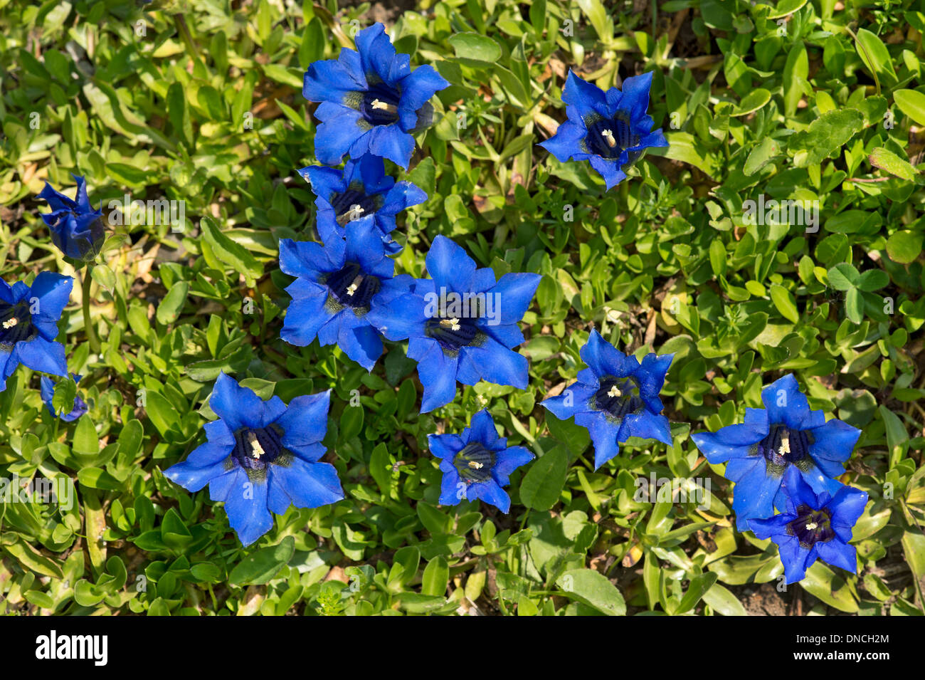 Stemless gentian (Gentiana acaulis) Foto Stock