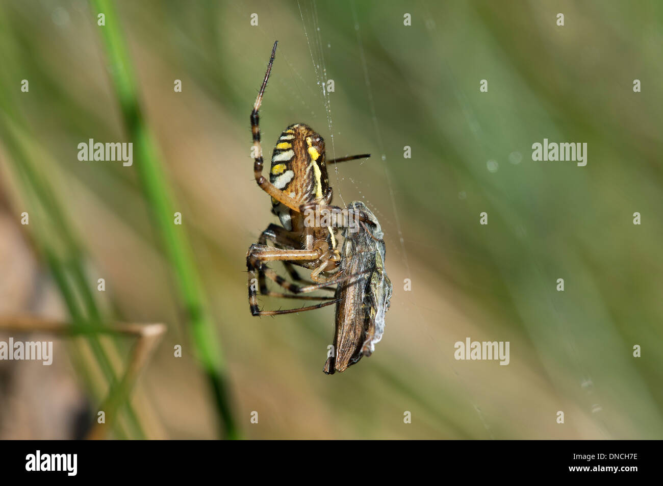 Wasp spider (Argiope bruennichi) con la preda Foto Stock