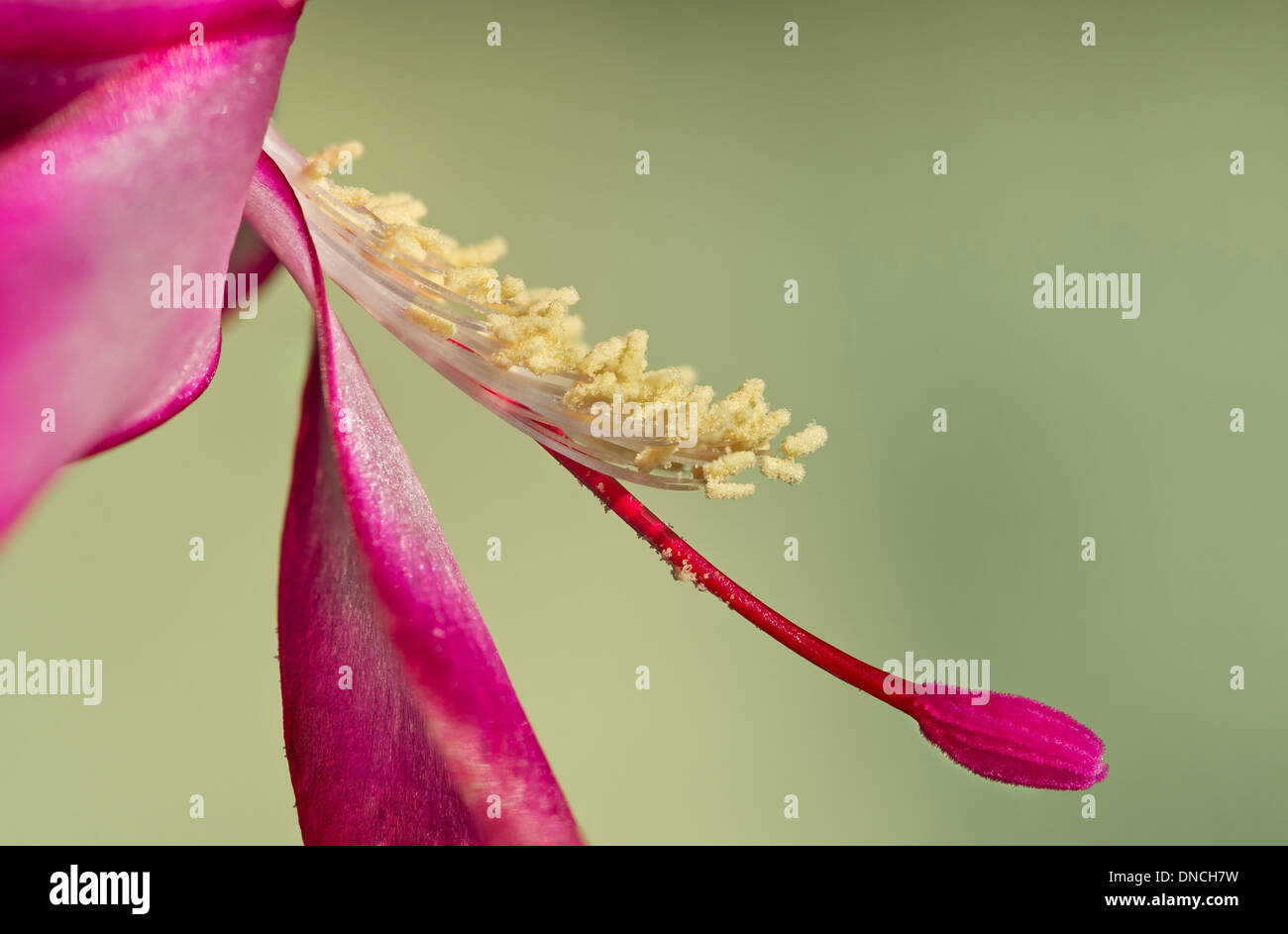 Dettaglio dei fiori di Natale di cactus (Schlumbergera truncate) con colore rosa stigma Foto Stock