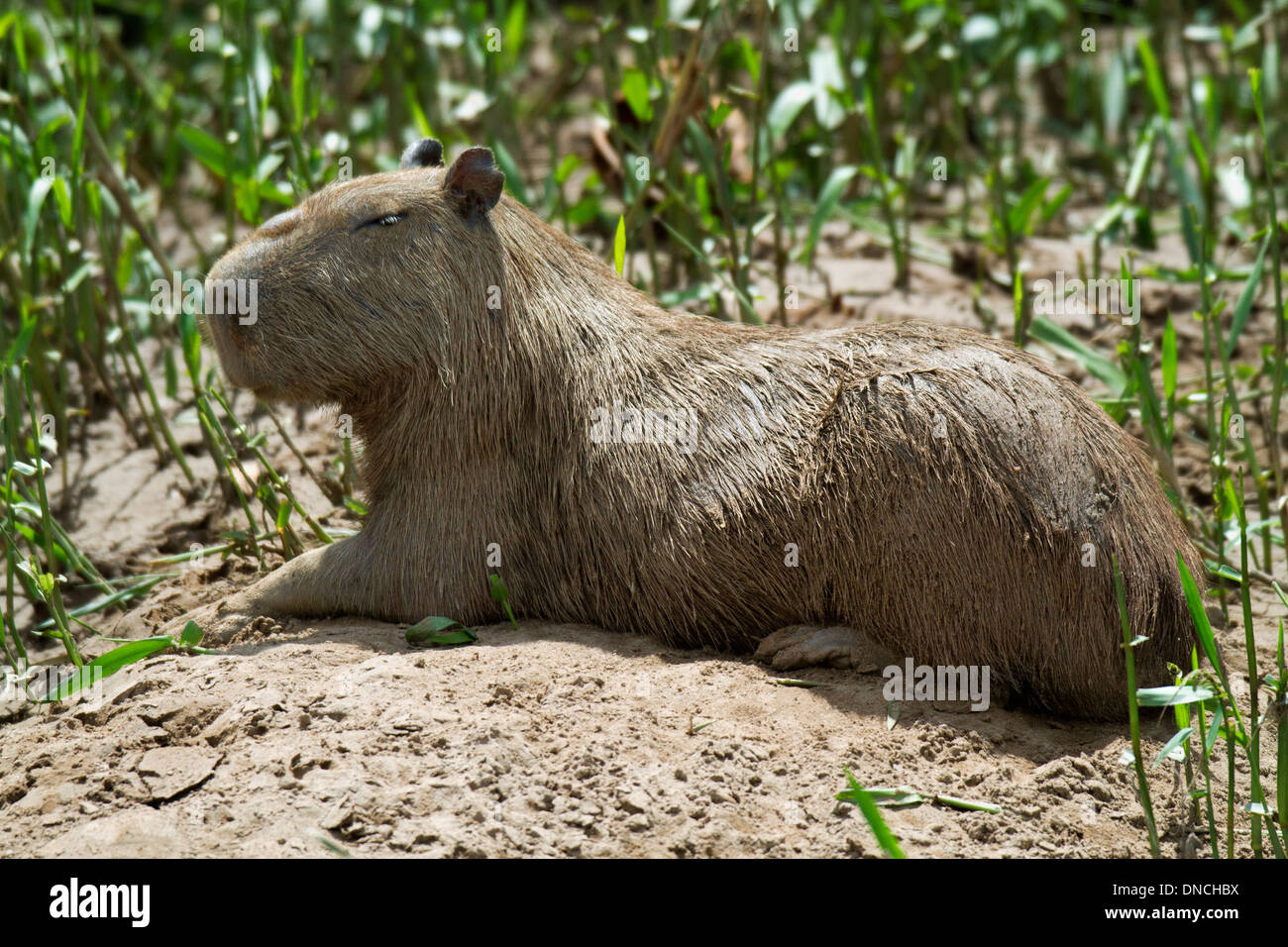 Capibara (Hydrochoerus hydrochaeris), Tambopata National Reserve, Perù Foto Stock