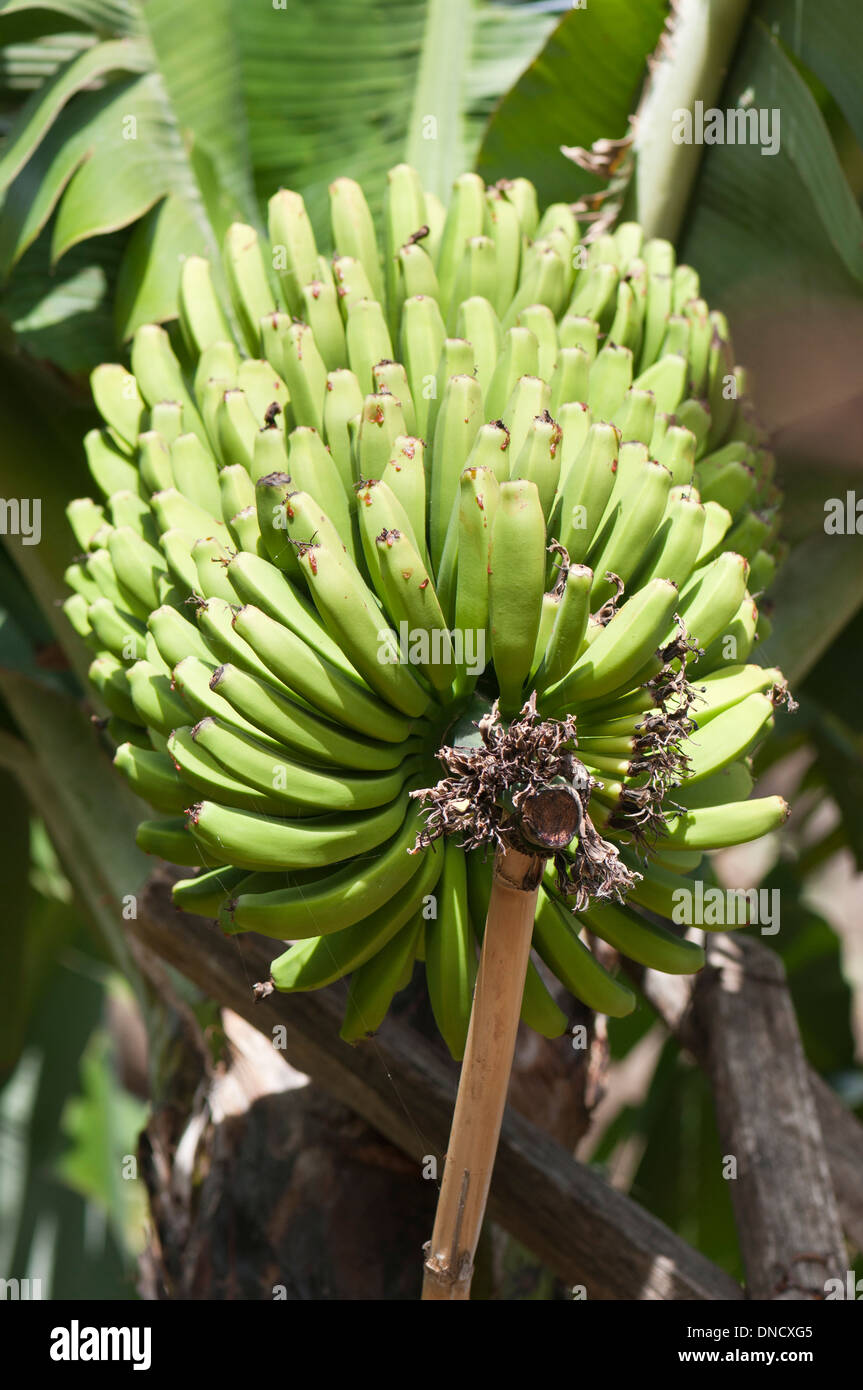 Cluster di nana verde banane crescente nel sud di madera, madeira, portogallo Foto Stock