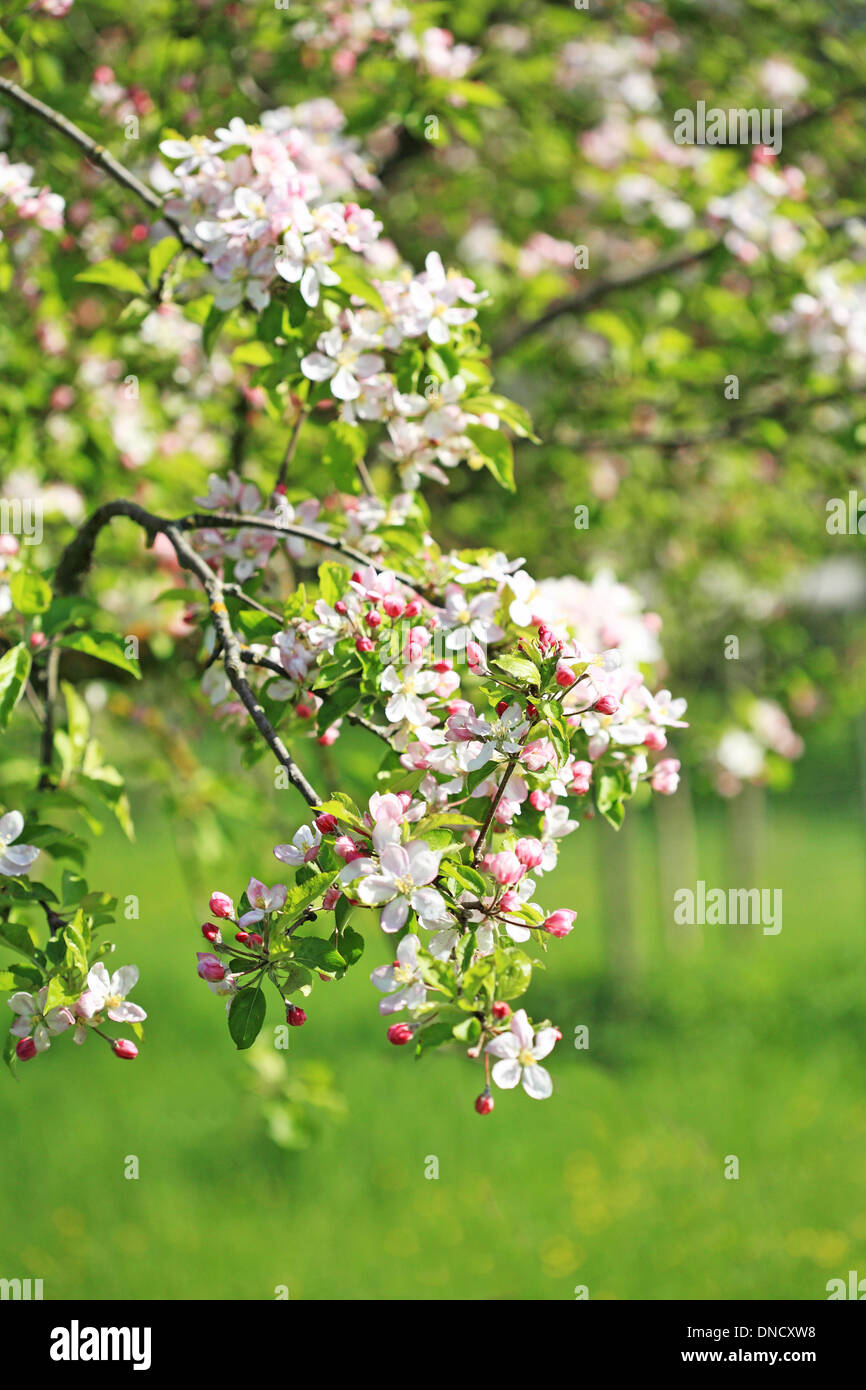Apple fiori, close up Foto Stock