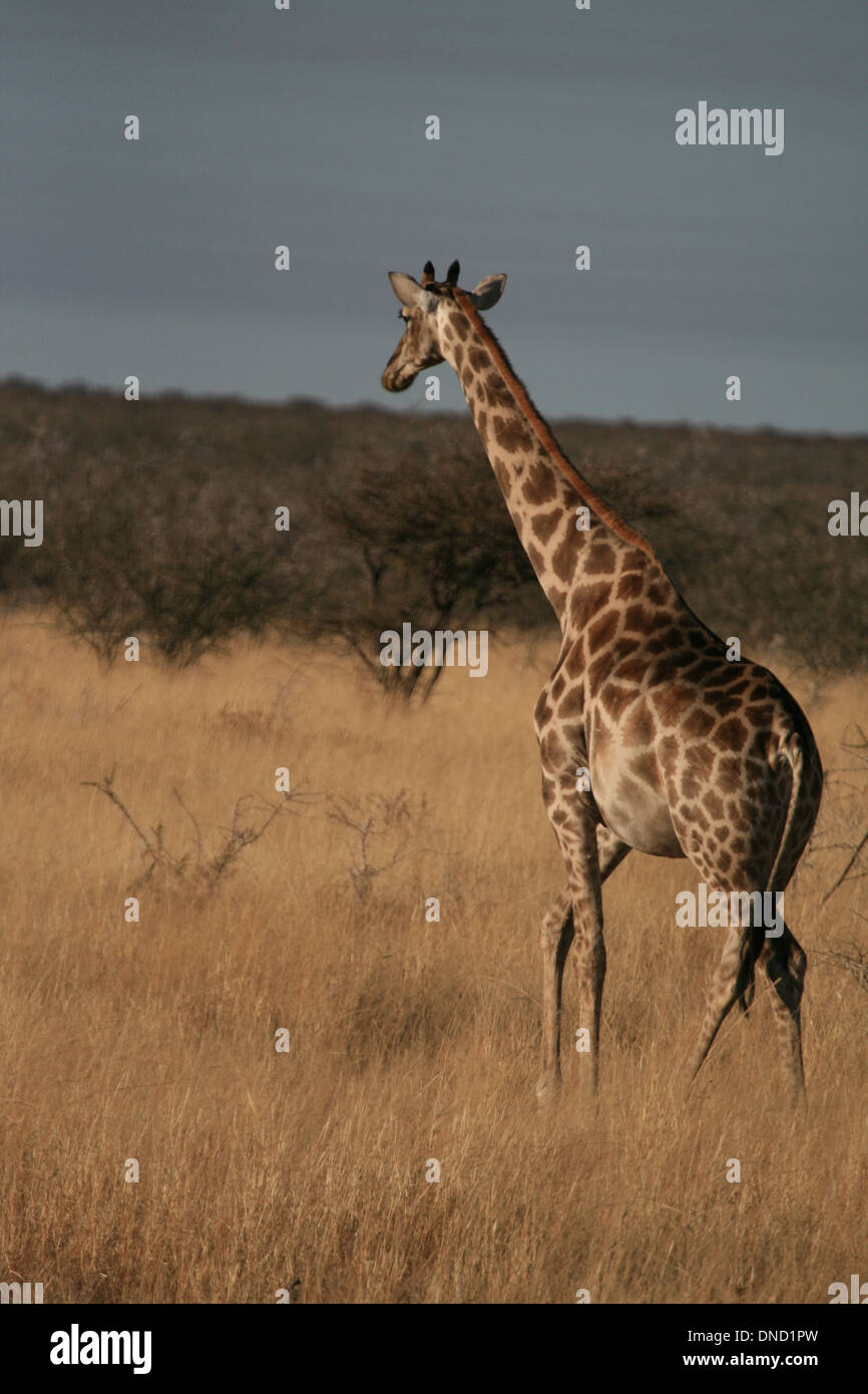 Giraffe nella savana Foto Stock