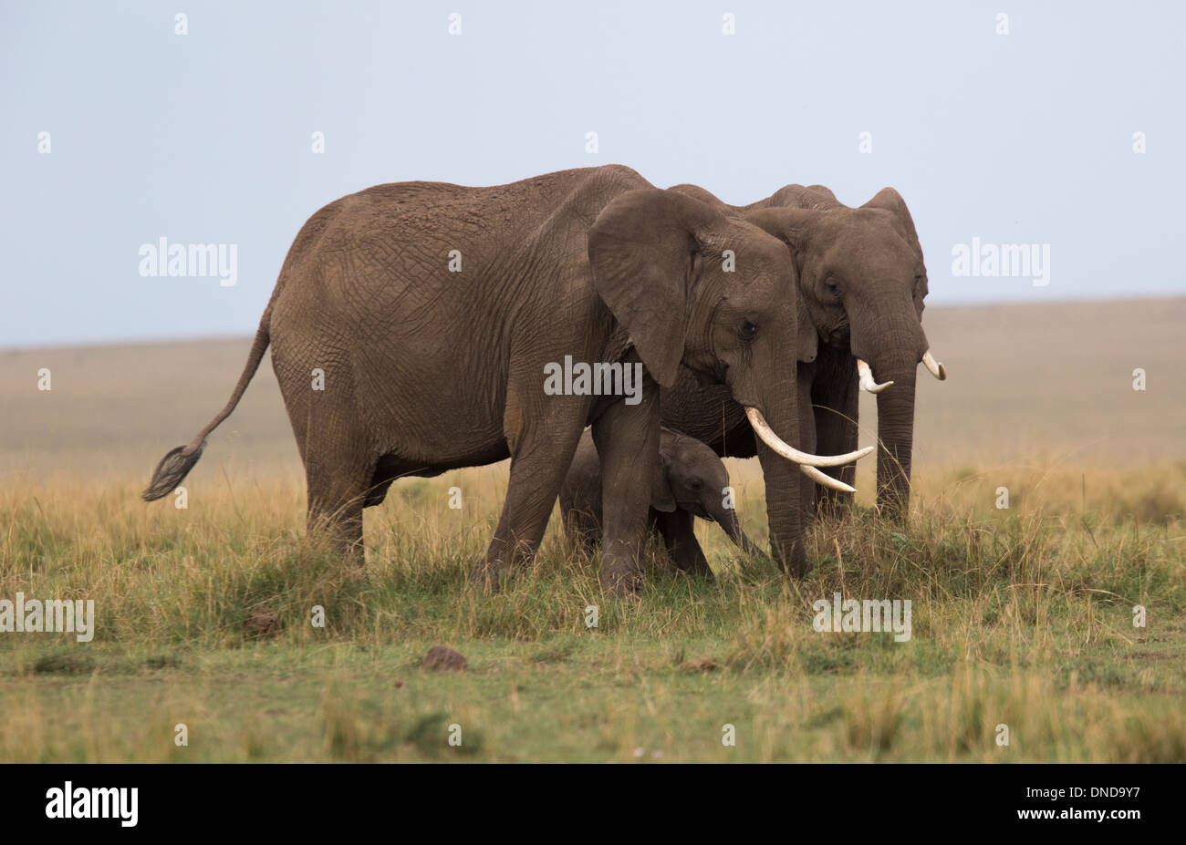 Due adulti proteggendo gli Elefanti Elefante giovane vitello in Kenia Masai Mara Game Reserve, Africa Foto Stock