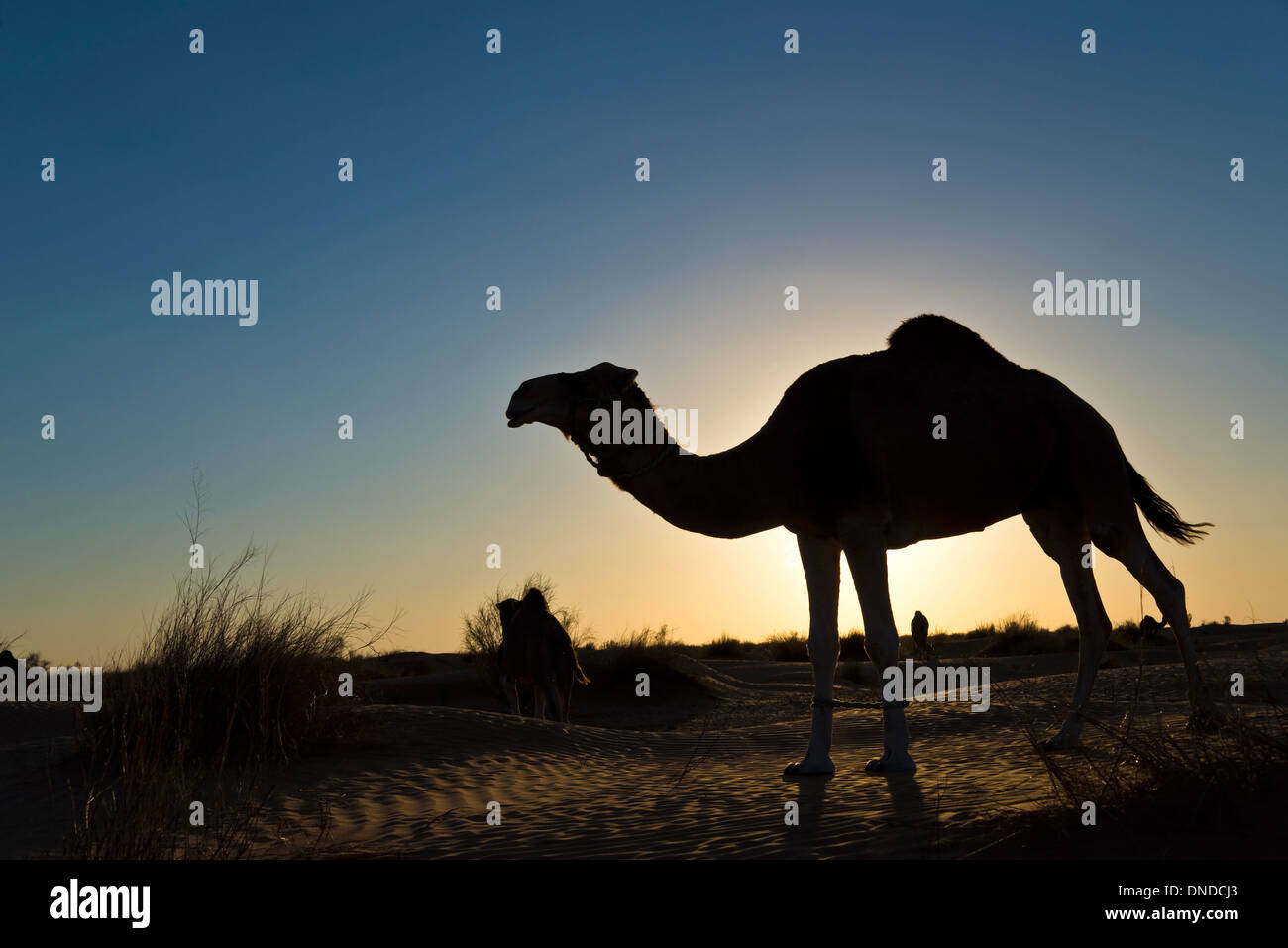 Silhouette di cammello al tramonto- del Grande Erg Orientale, il deserto del Sahara - Tunisia Foto Stock
