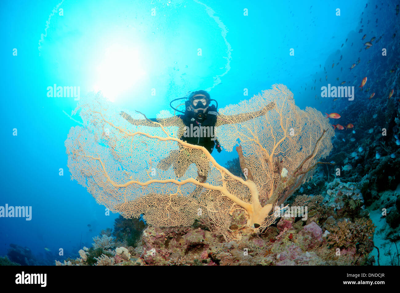 Sommozzatore guardando Venere ventilatore, Venus Sea ventola, mare comune ventola, West Indian Sea ventola o viola di gorgonie seafan (Gorgonia flabellum). Foto Stock