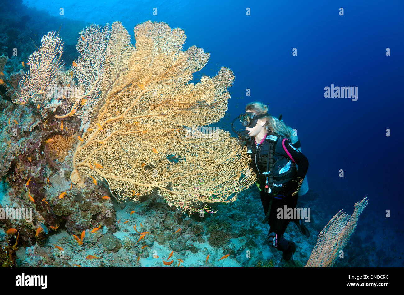 Sommozzatore guardando Venere ventilatore, Venus Sea ventola, mare comune ventola, West Indian Sea ventola o viola di gorgonie seafan (Gorgonia flabellum). Foto Stock