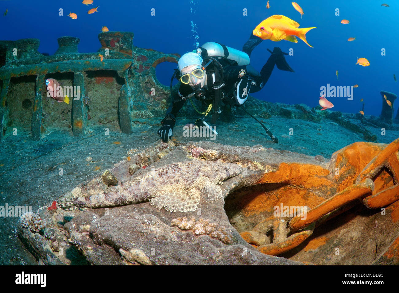 Sommozzatore guardando Tentacled o flathead Crocodilefish (Papilloculiceps longiceps) sul naufragio 'SS Thistlegorm'. Mar Rosso Foto Stock