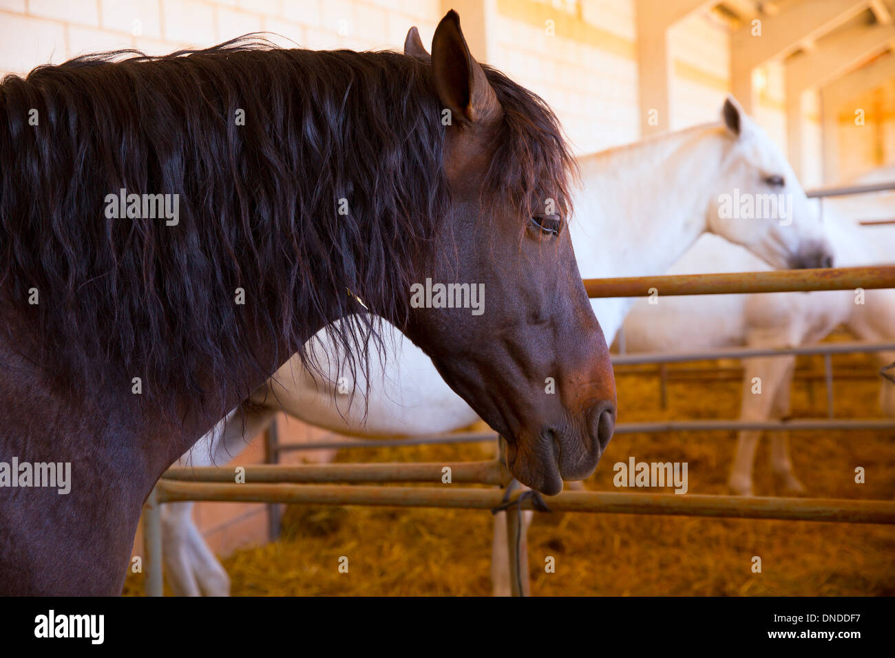 I cavalli in fila alla fiera del bestiame in Spagna bel ritratto Foto Stock