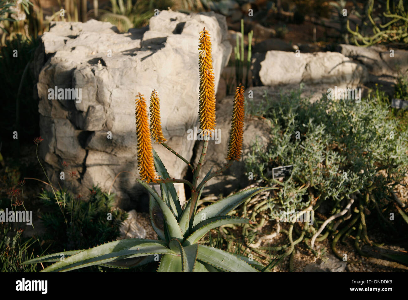 Aloe ferox, noto anche come Cape Aloe,[2][3] Bitter Aloe,[2][4] Red Aloe[4] e toccare Aloe,[2] è una specie di aloe indigene così Foto Stock