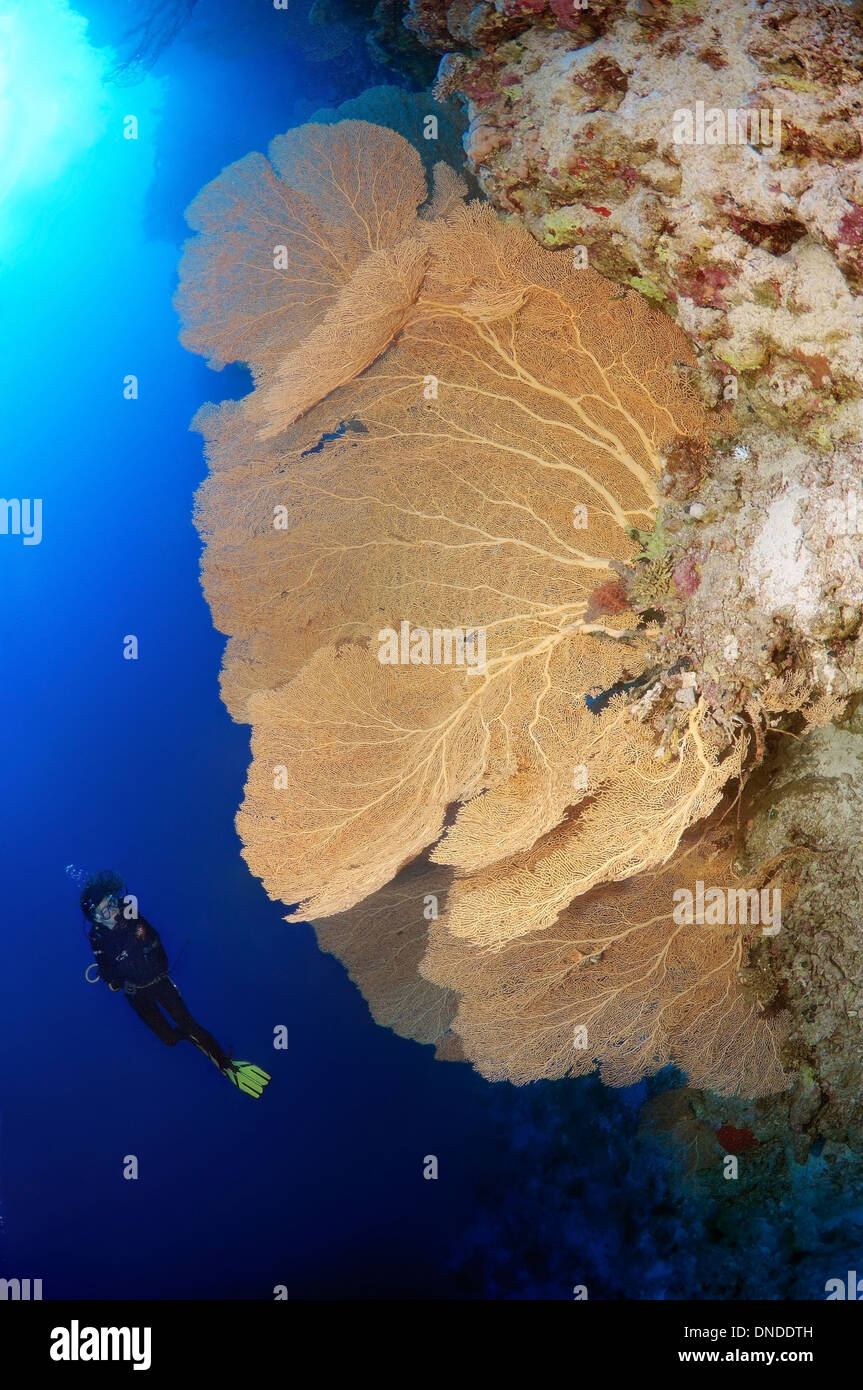 Sommozzatore guardando Venere ventilatore, Venus Sea ventola, mare comune ventola, West Indian Sea ventola o viola di gorgonie seafan (Gorgonia flabellum). Foto Stock