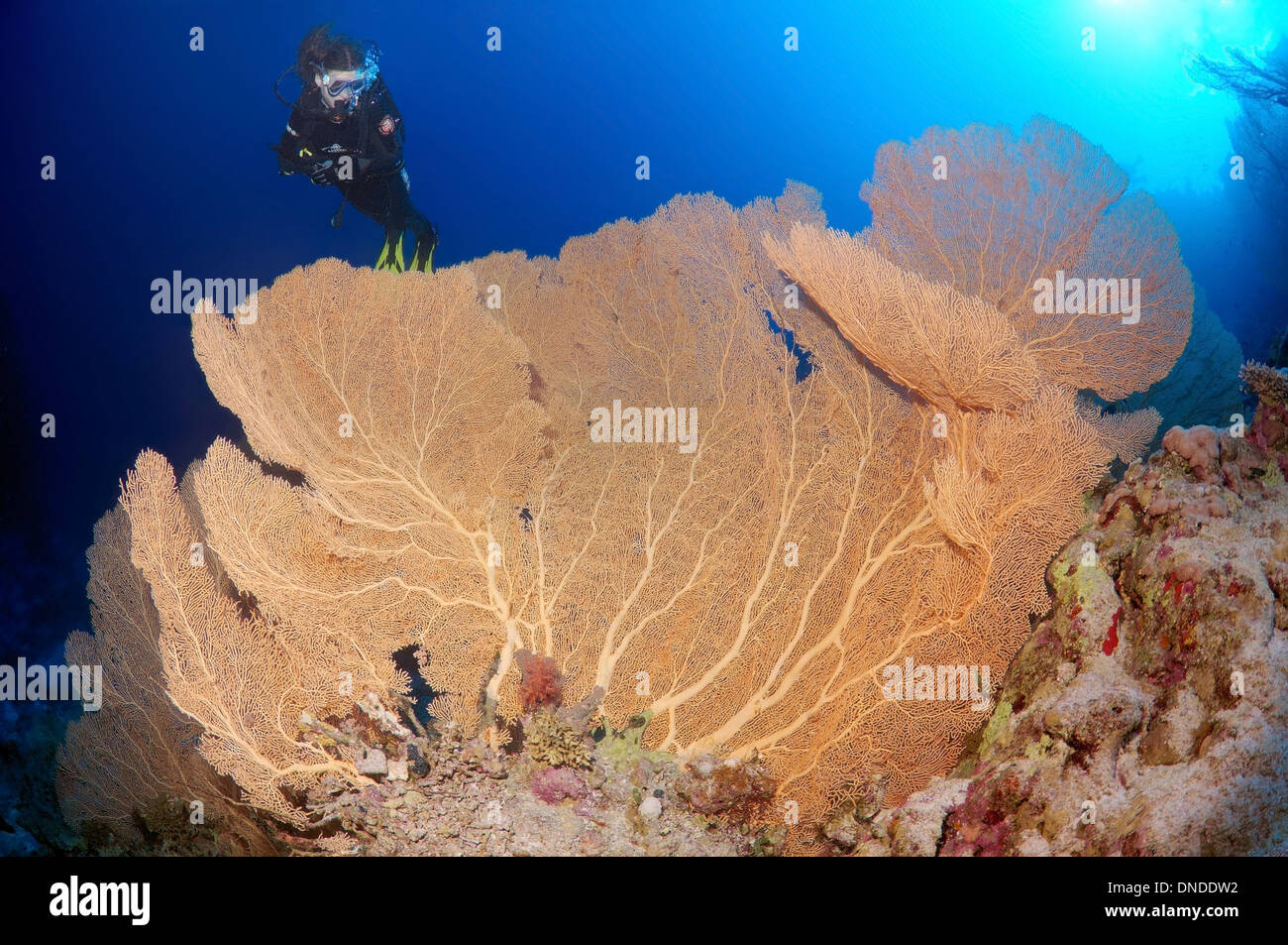 Sommozzatore guardando Venere ventilatore, Venus Sea ventola, mare comune ventola, West Indian Sea ventola o viola di gorgonie seafan (Gorgonia flabellum). Foto Stock