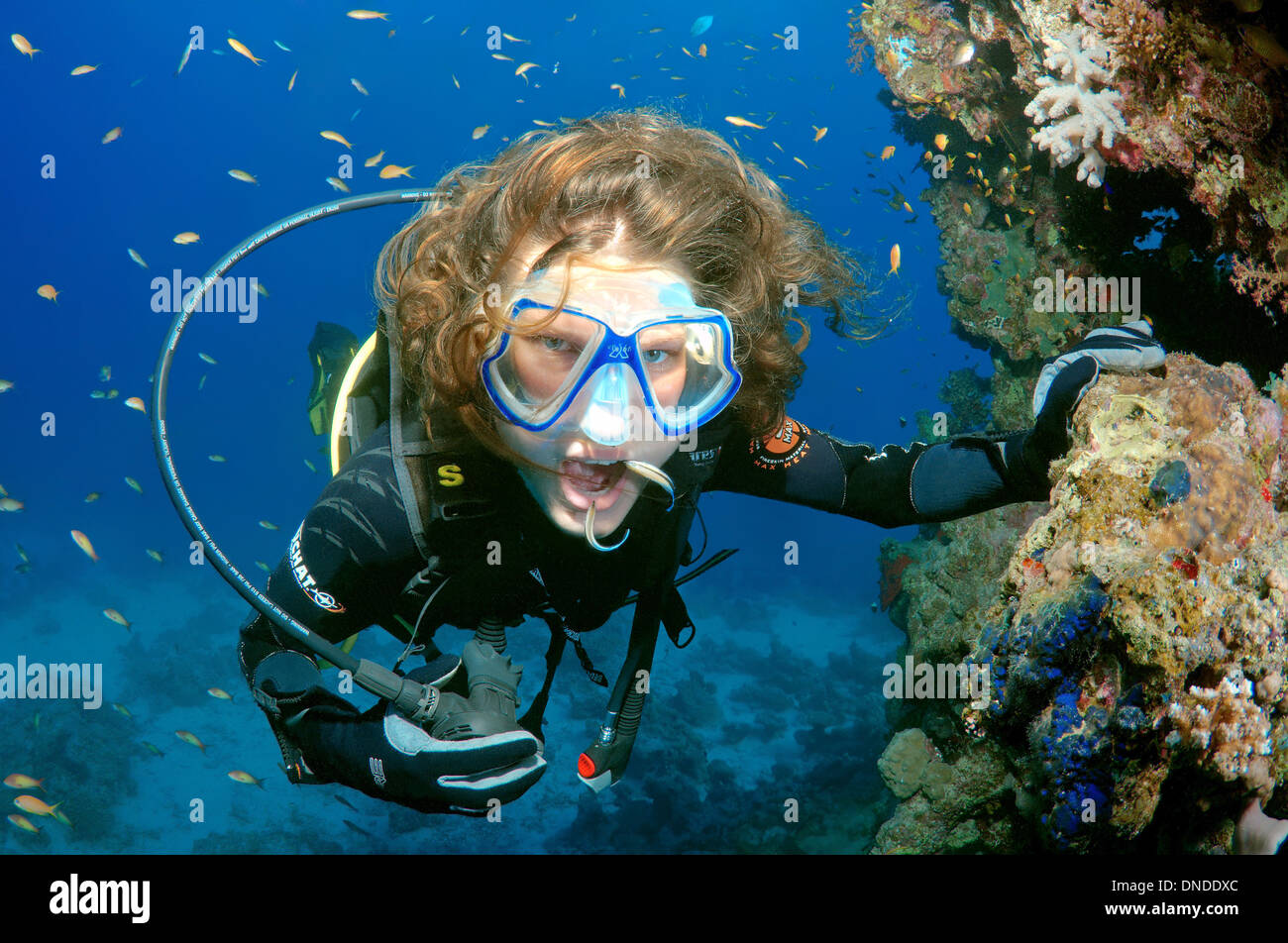 Femmina subacqueo e Cleanerfish (Labroides dimidiatus) Mare Rosso, Egitto, Africa Foto Stock
