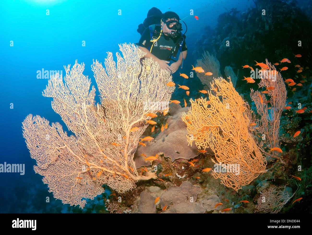 Sommozzatore guardando Venere ventilatore, Venus Sea ventola, mare comune ventola, West Indian Sea ventola o viola di gorgonie seafan (Gorgonia flabellum). Foto Stock