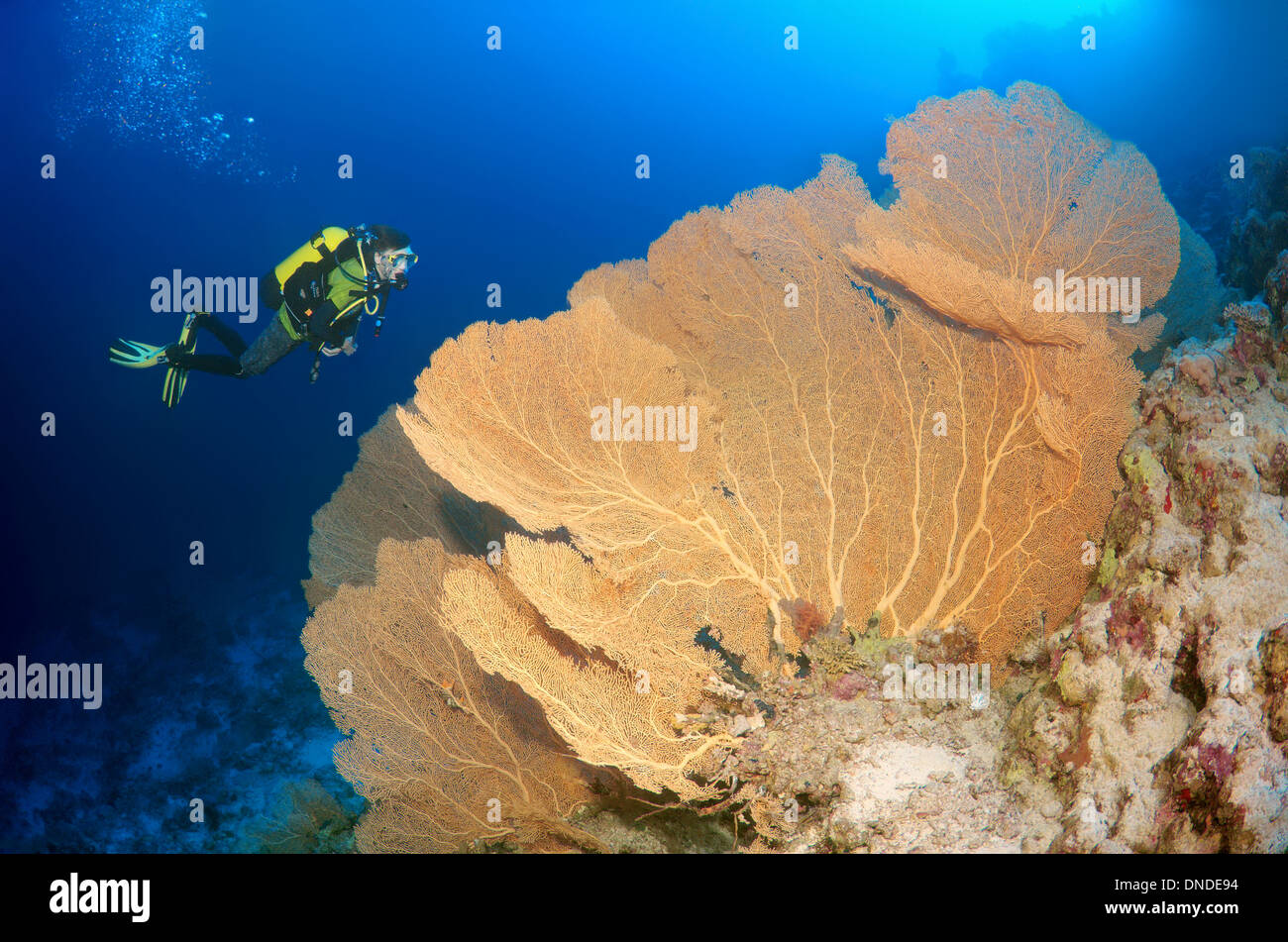 Sommozzatore guardando Venere ventilatore, Venus Sea ventola, mare comune ventola, West Indian Sea ventola o viola di gorgonie seafan (Gorgonia flabellum). Foto Stock