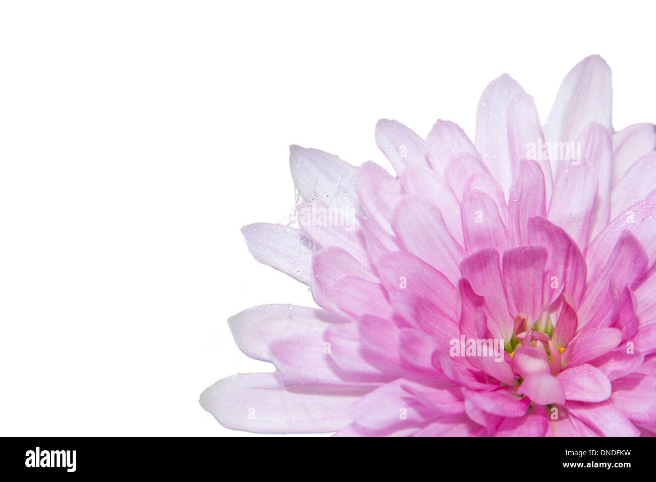 Bella rosa fiori viola con gocce d'acqua sulla ragnatele o filettature sul bianco puro sfondo 255 Foto Stock