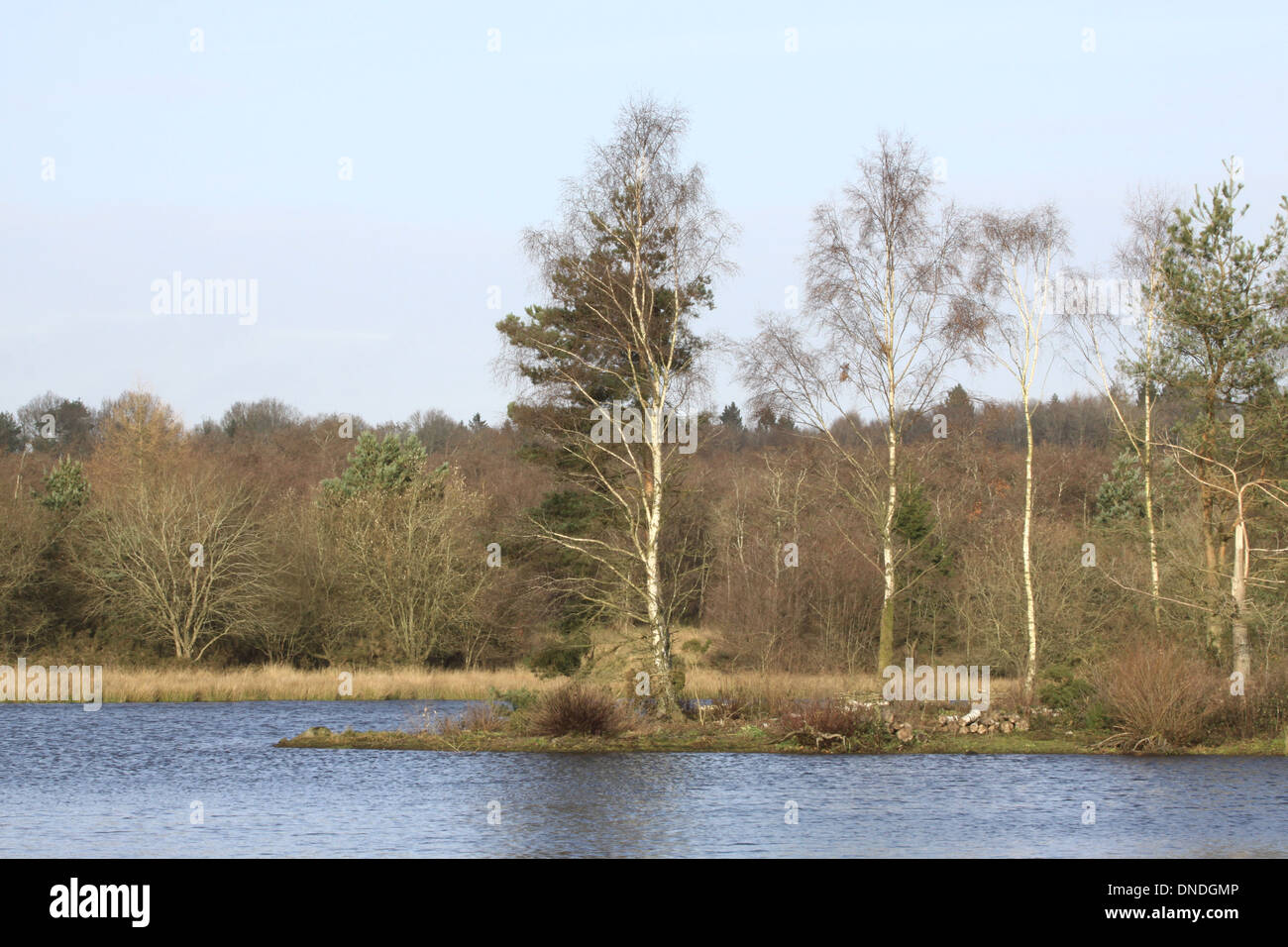 Woorsgreens lago, nella Foresta di Dean, nel Gloucestershire. Foto Stock
