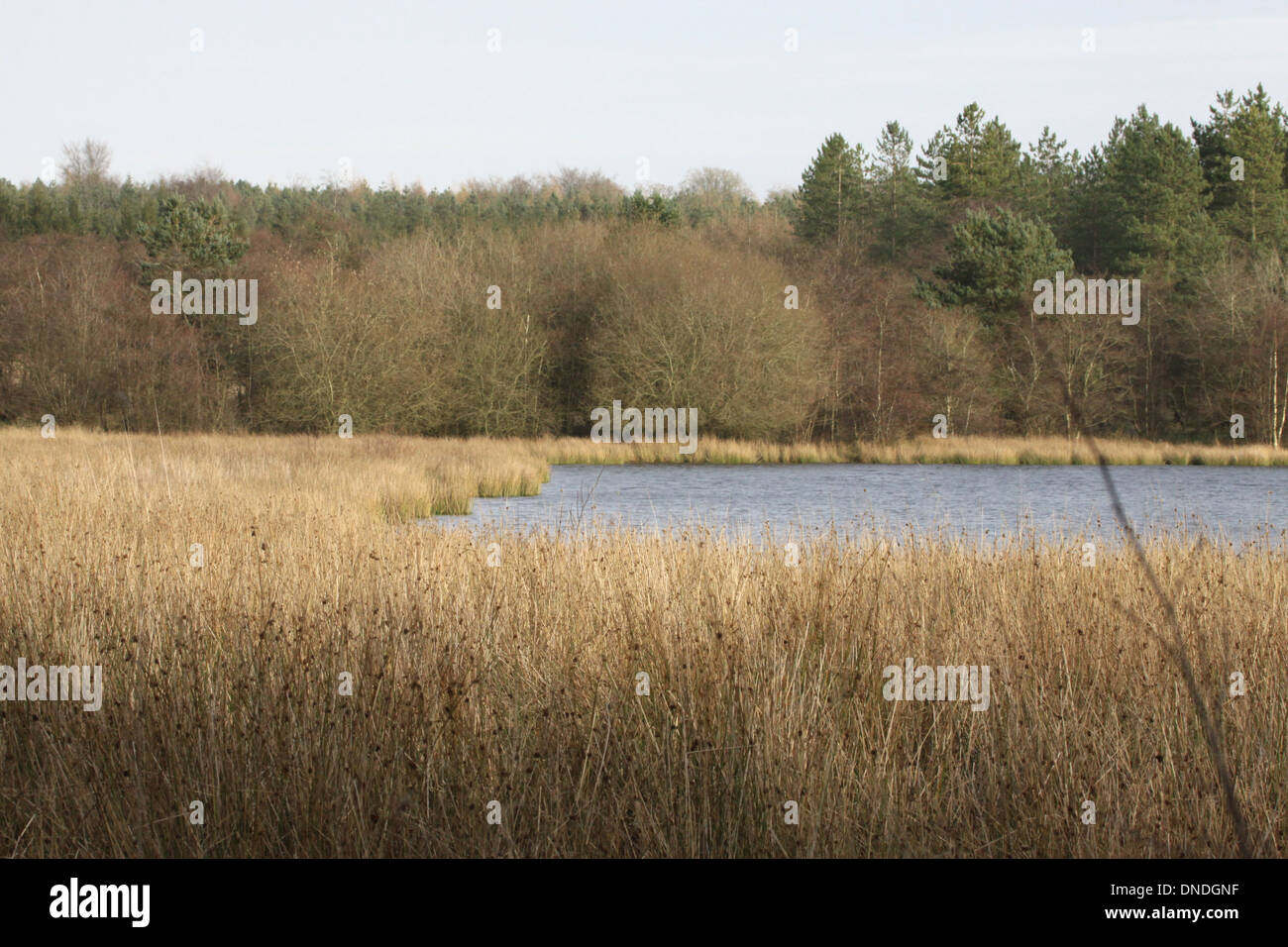 Woorsgreens lago, nella Foresta di Dean, nel Gloucestershire. Foto Stock