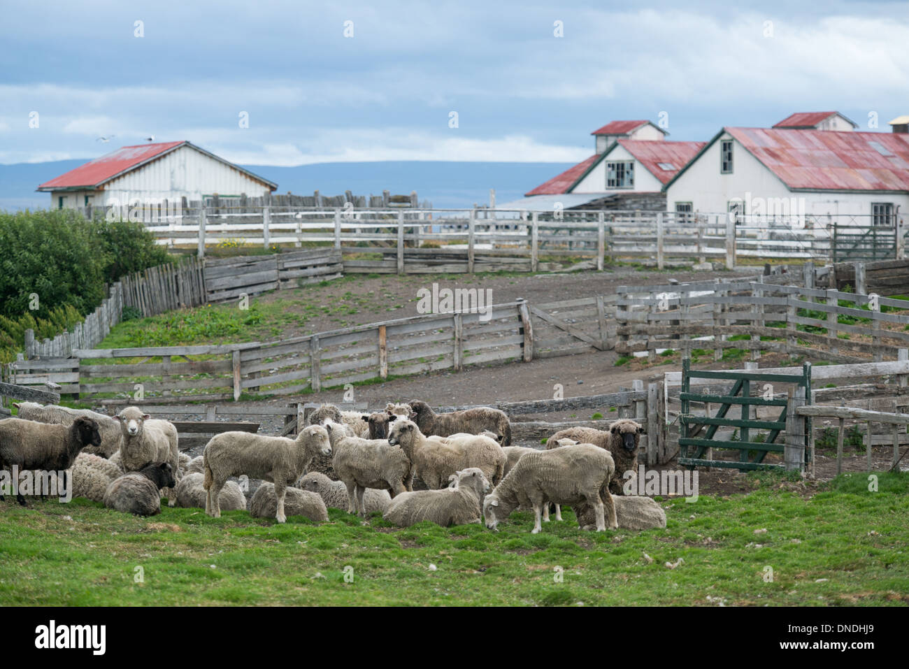 Pecore, Estancia rio verde, Cile Foto Stock