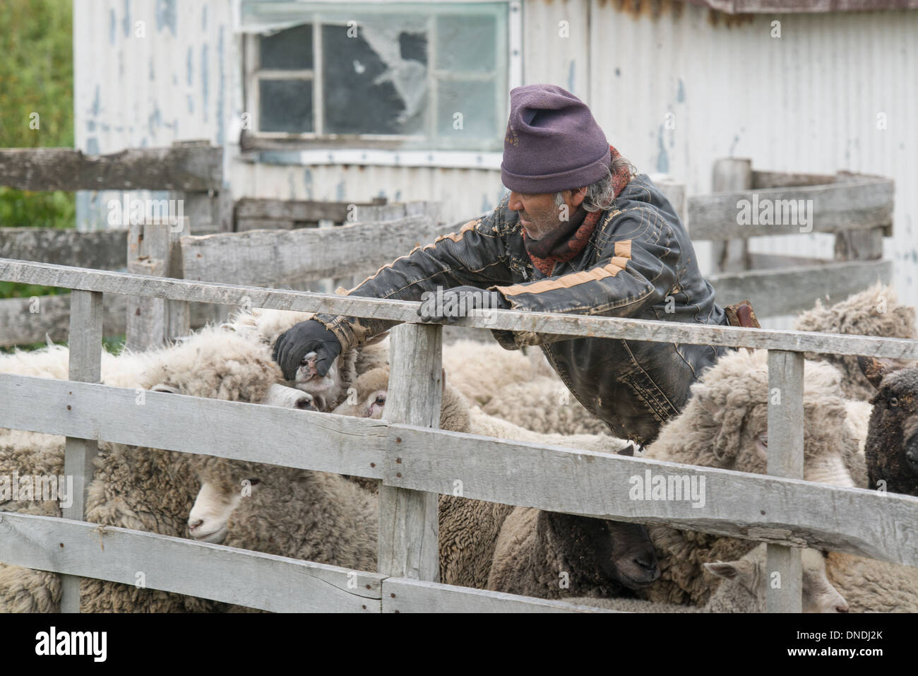 Gaucho cileno controlla le sue pecore Foto Stock