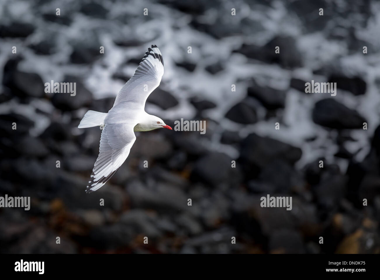 Argento gabbiano in volo, Sud Australia, Australia Foto Stock