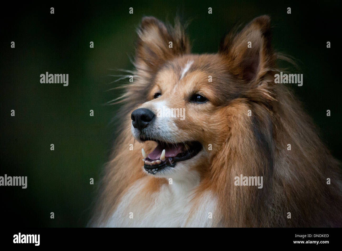 Sheepdog Shetland in Østfold, Norvegia. Foto Stock