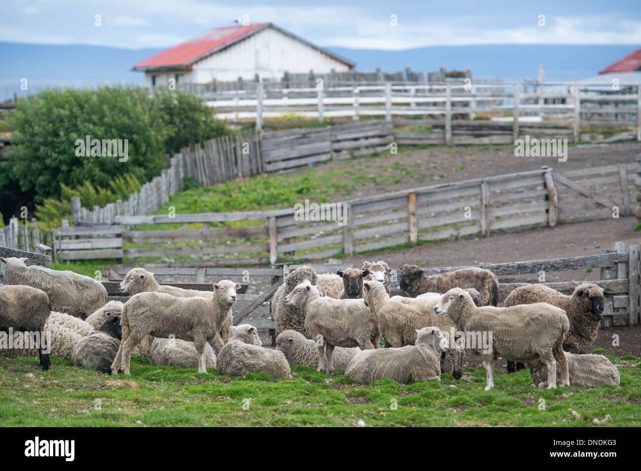 Pecore, Estancia rio verde, Cile Foto Stock