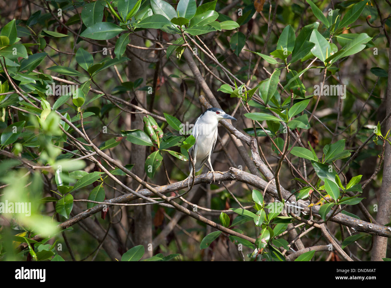 Nero-incoronato Night-Heron, Nycticorax nycticorax, nella foresta di mangrovie accanto a Rio Grande, Cocle Affitto provincia, Repubblica di Panama. Foto Stock