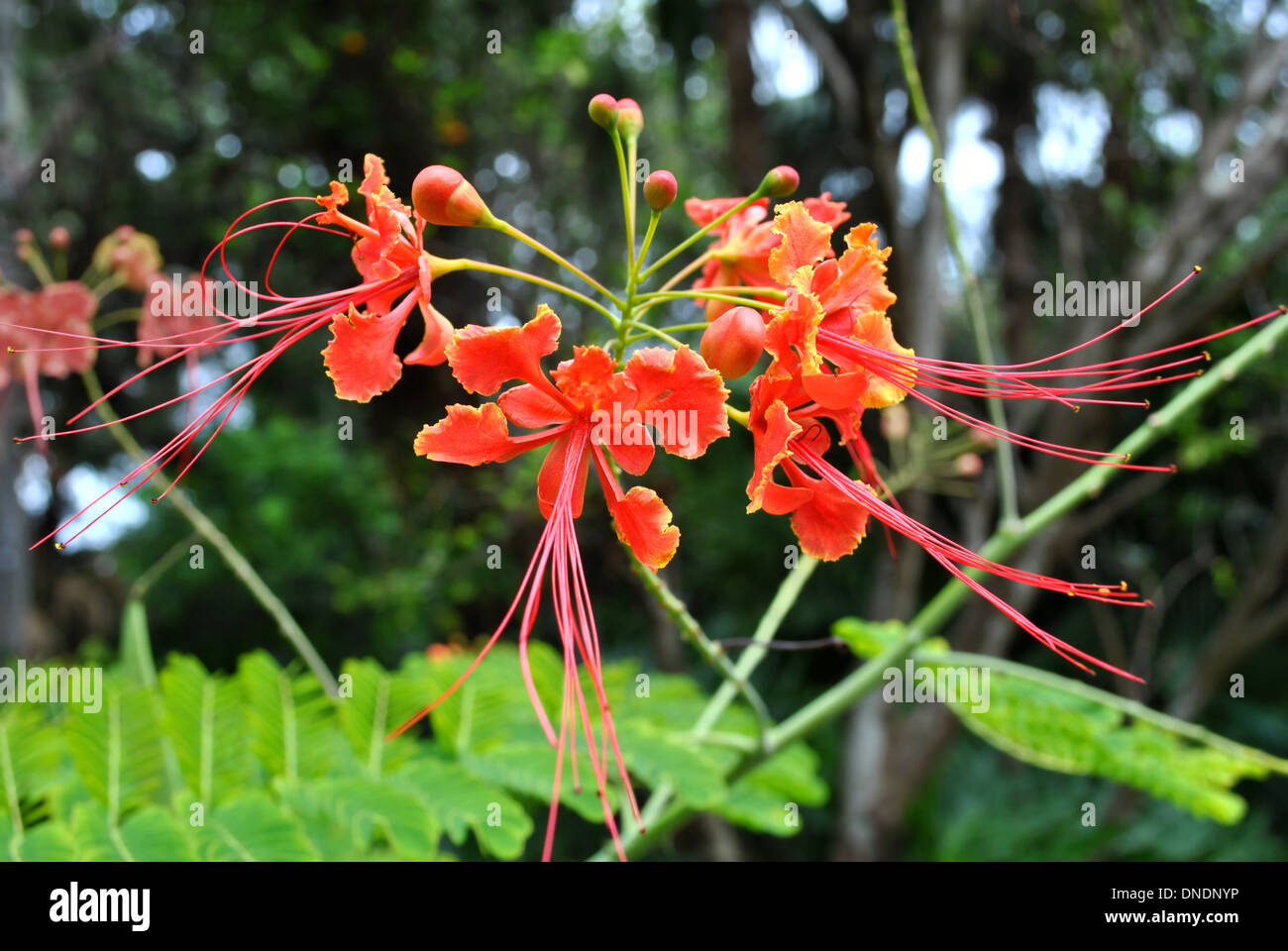 L'orgoglio di Barbados nome latino Caesalpinia pulcherrima Foto Stock