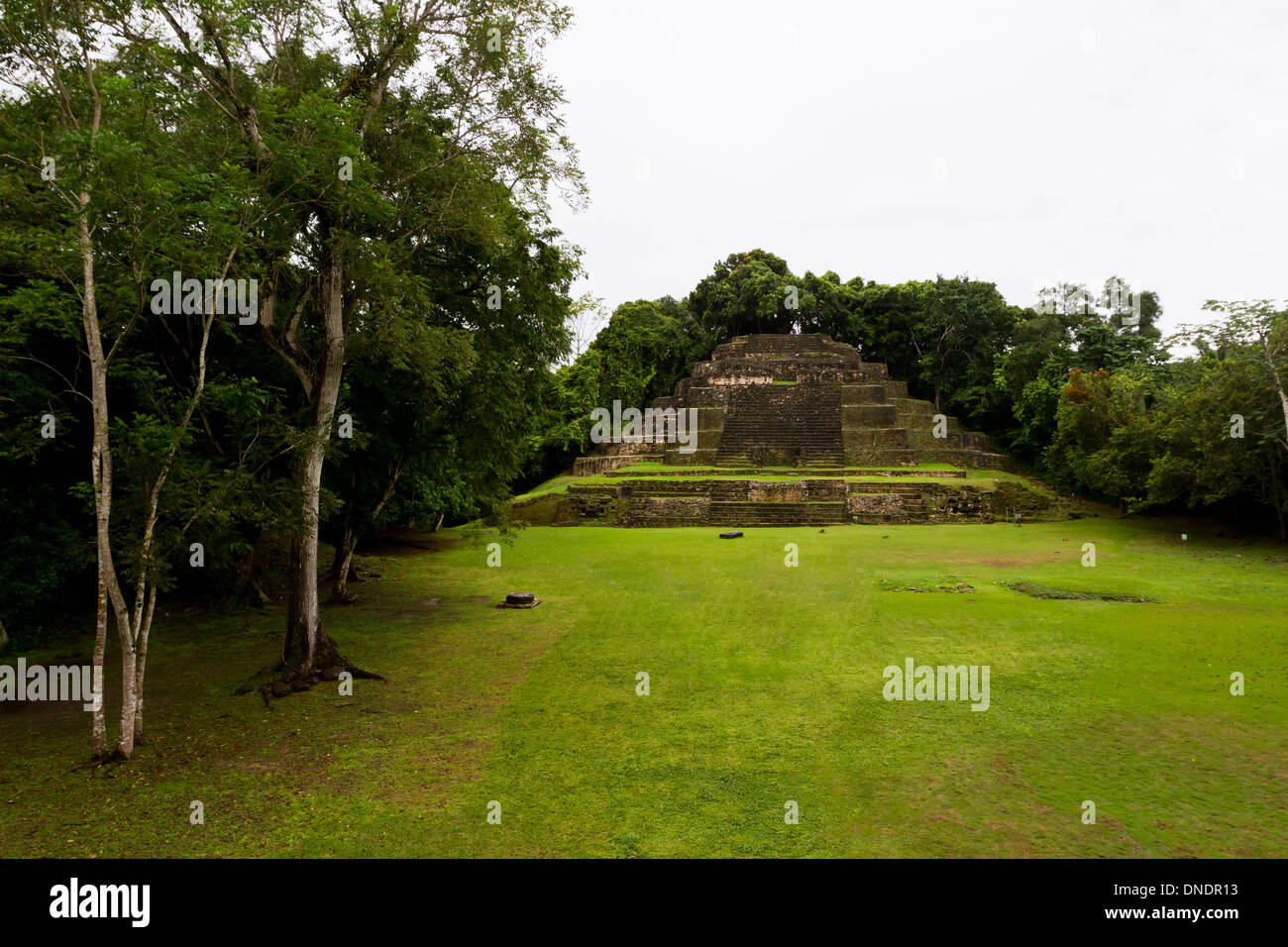 Jaguar Tempio a Lamanai Belize primi di novembre con un po' di pioggia Foto Stock