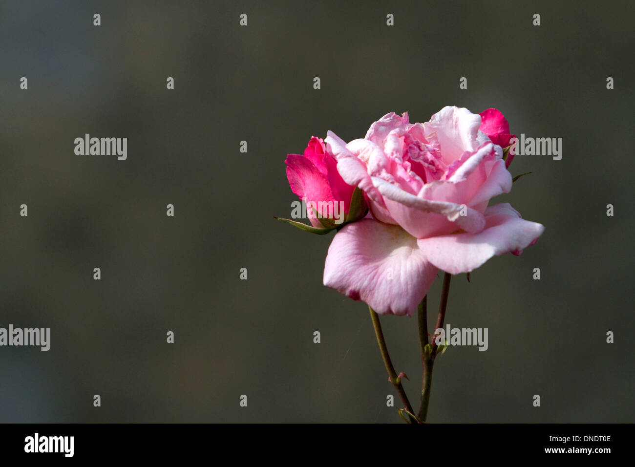 Il fiorire di una rosa rosa vicino a Angouleme nella parte sud-ovest della Francia. Foto Stock