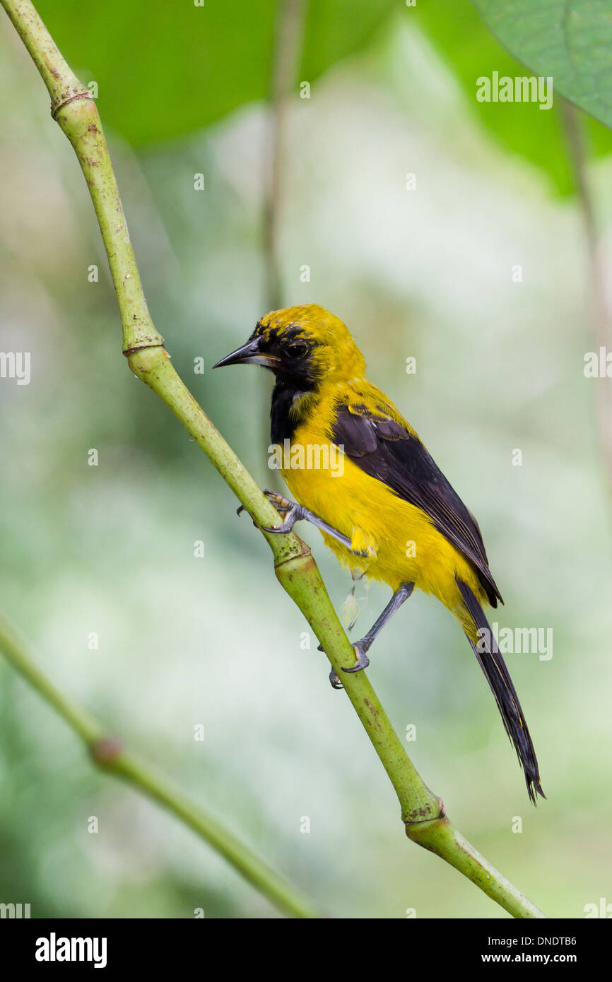 Giallo Rigogolo codato nella foresta del Belize Foto Stock