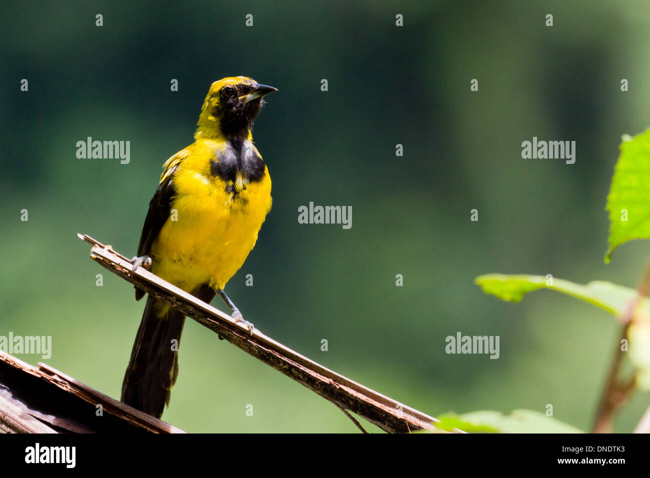 Giallo Rigogolo codato nella foresta del Belize Foto Stock