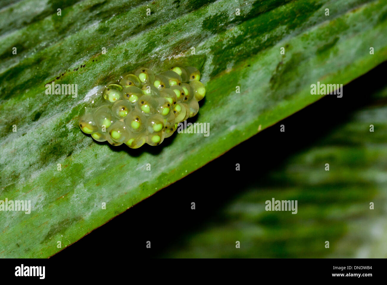 Uova di rana sotto una foglia nella foresta del Belize Foto Stock