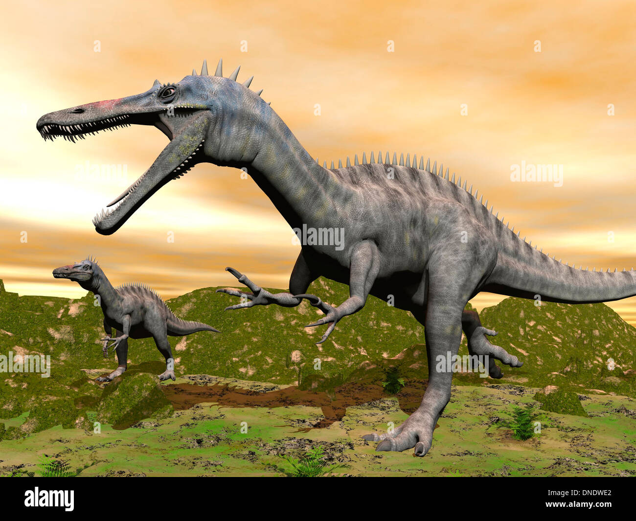 Due dinosauri Suchomimus in tutta l'erba verde da un colorato tramonto. Foto Stock