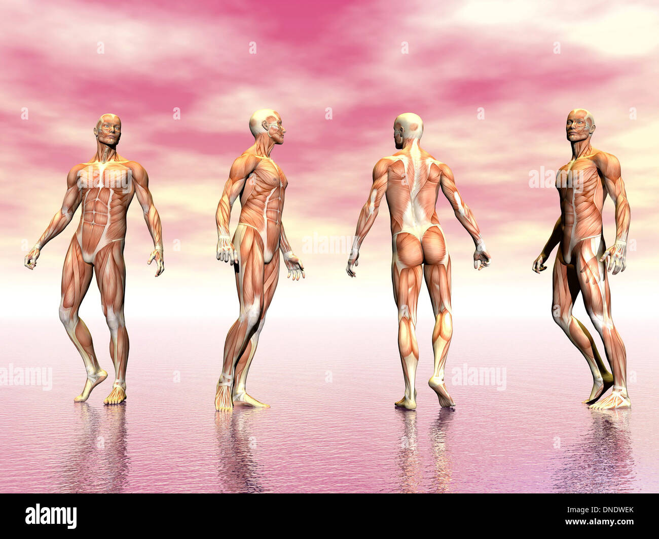 Maschio sistema muscolare da quattro punti di vista, sfondo rosa. Foto Stock