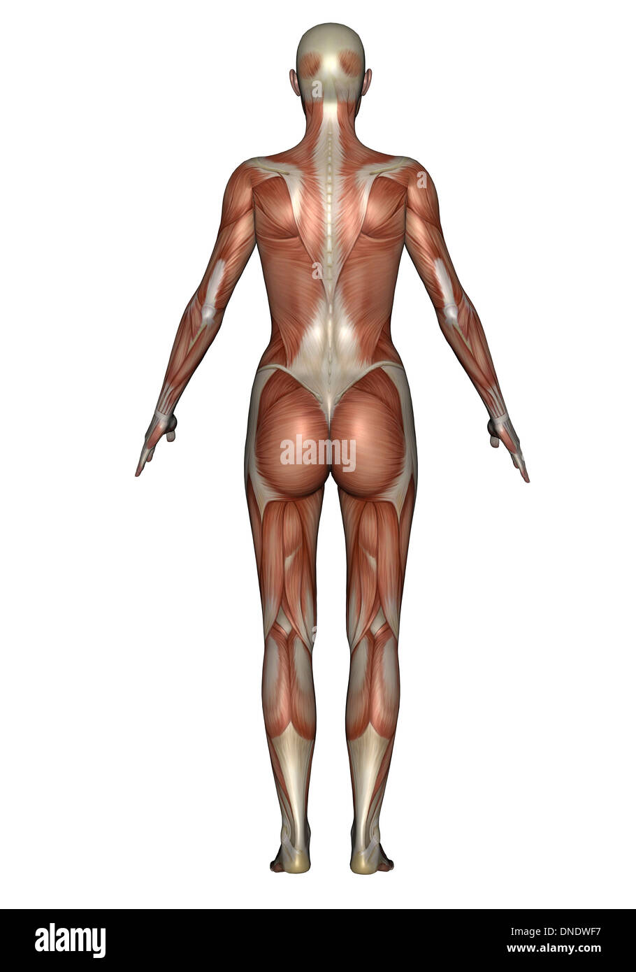 Anatomia della femmina del sistema muscolare, vista posteriore. Foto Stock