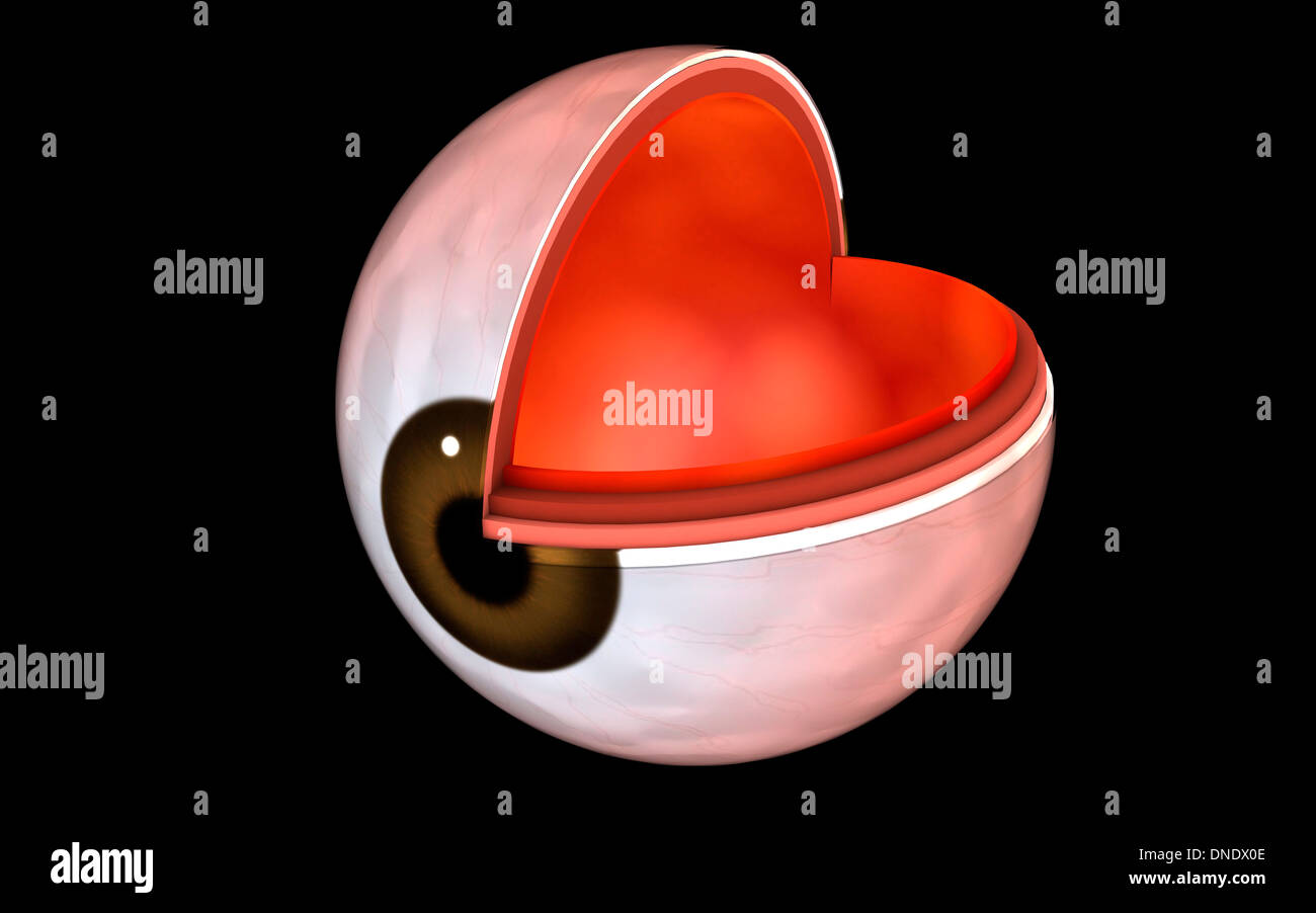 Immagine concettuale dell occhio umano anatomia. Foto Stock