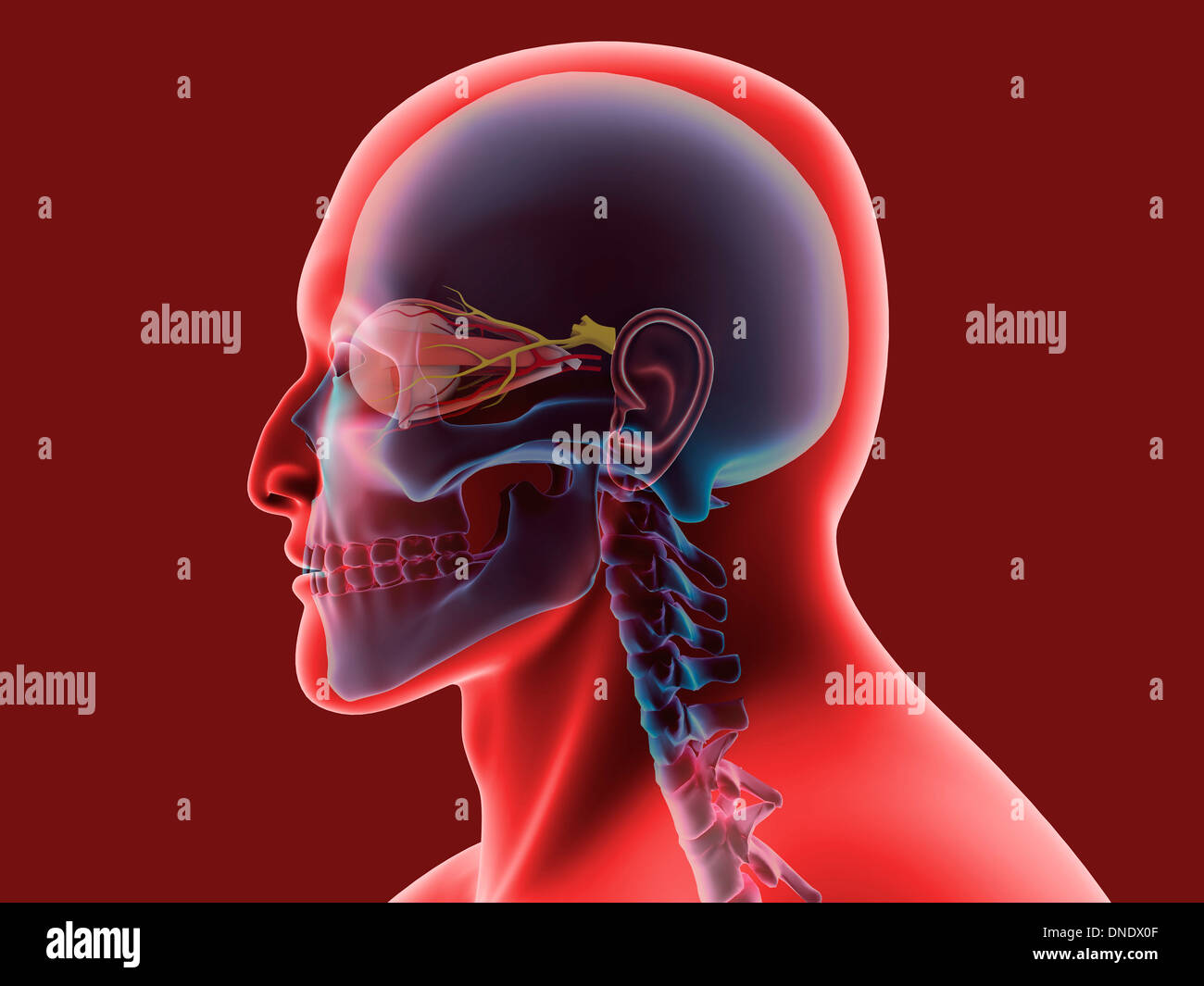 Immagine concettuale dell occhio umano e il cranio. Foto Stock