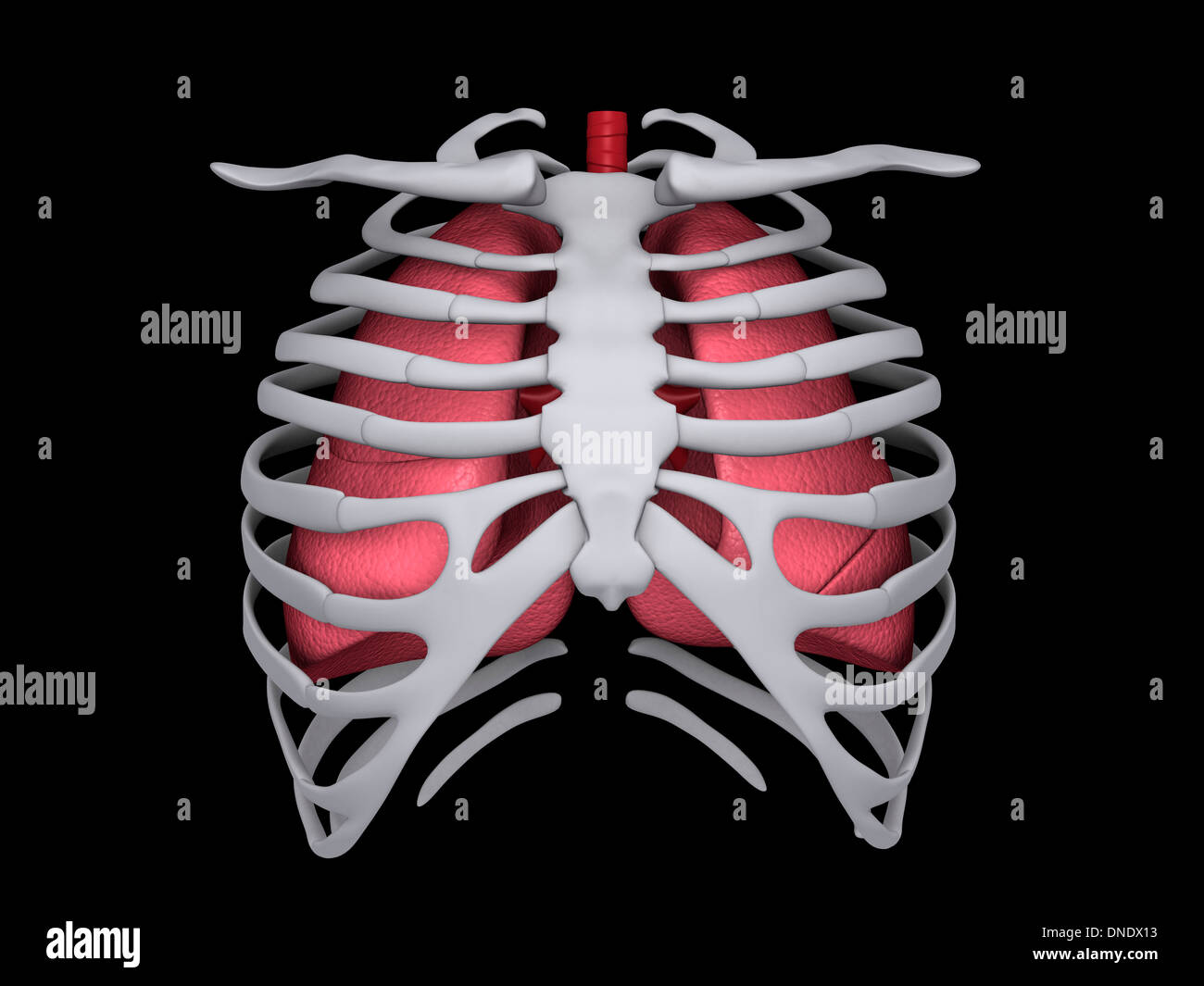 Immagine concettuale dei polmoni umani e la gabbia toracica. Foto Stock