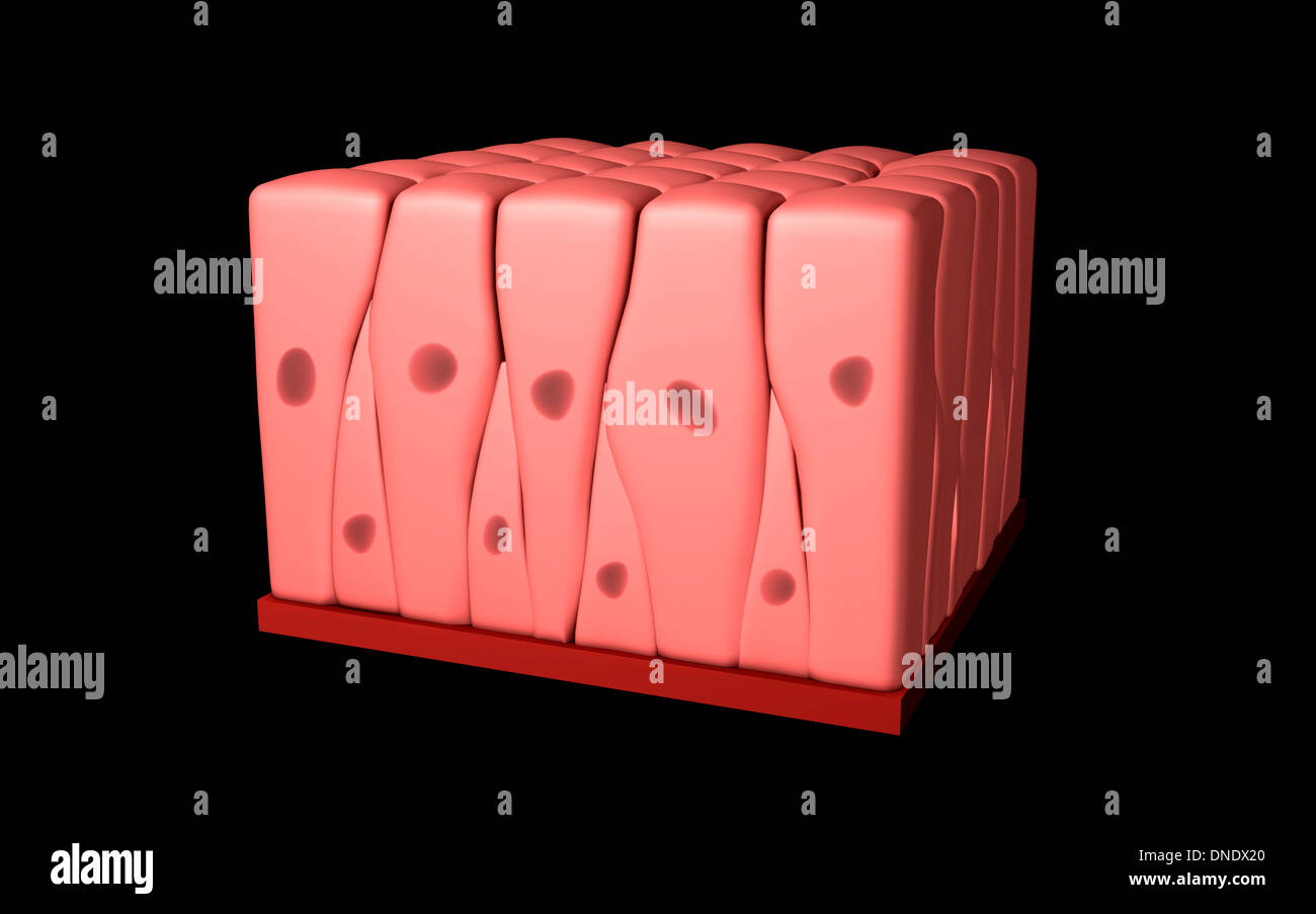 Immagine concettuale di pseudostratified epitelio colonnare. Foto Stock