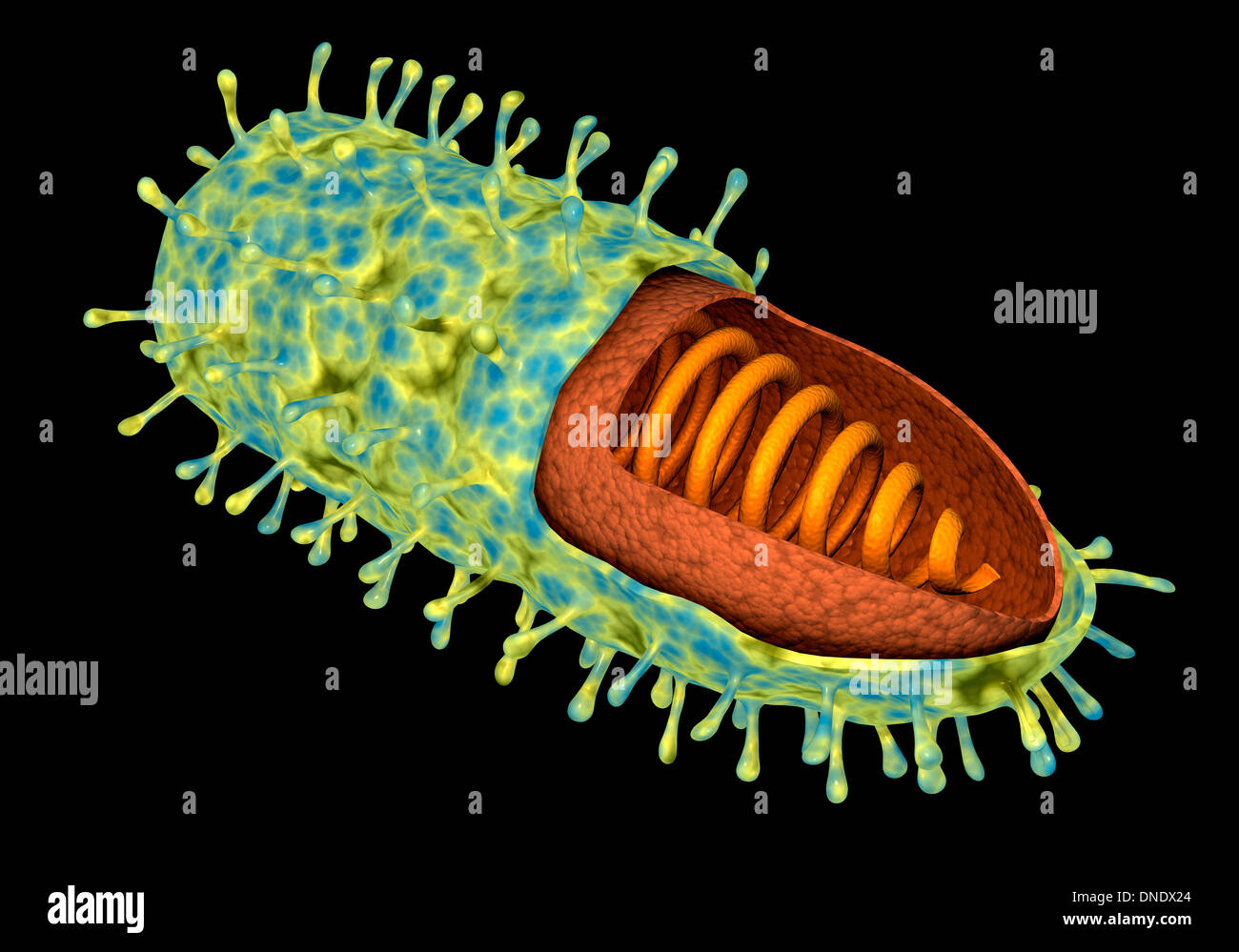 Immagine concettuale del virus della rabbia. Foto Stock