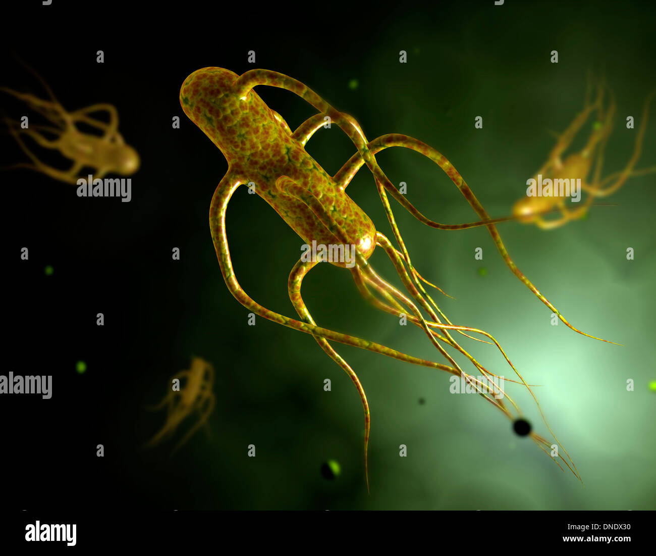 Immagine concettuale di Salmonella typhi provocando febbre tifoide. Foto Stock
