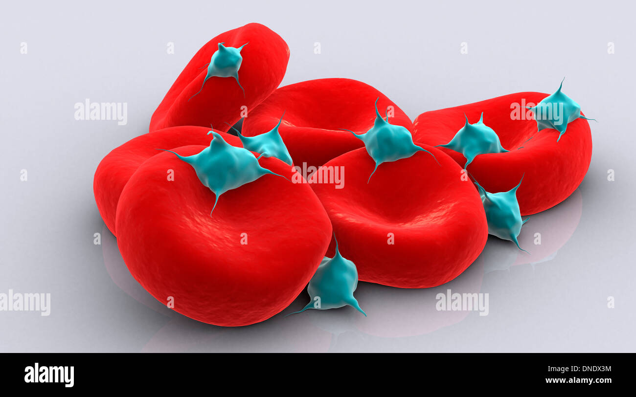 Immagine concettuale di piastrine con le cellule rosse del sangue. Foto Stock
