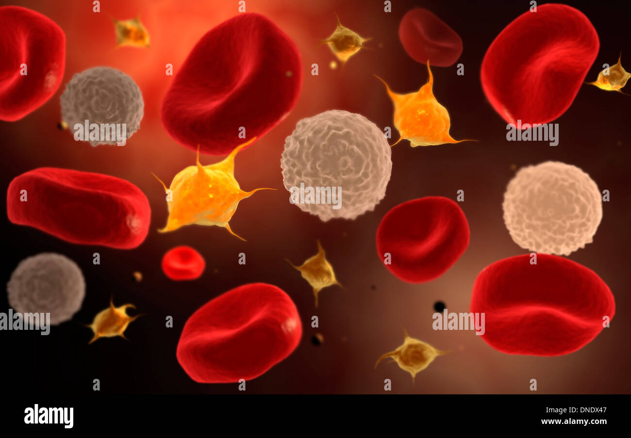 Immagine concettuale di piastrine con le cellule bianche del sangue e cellule di sangue rosse. Foto Stock