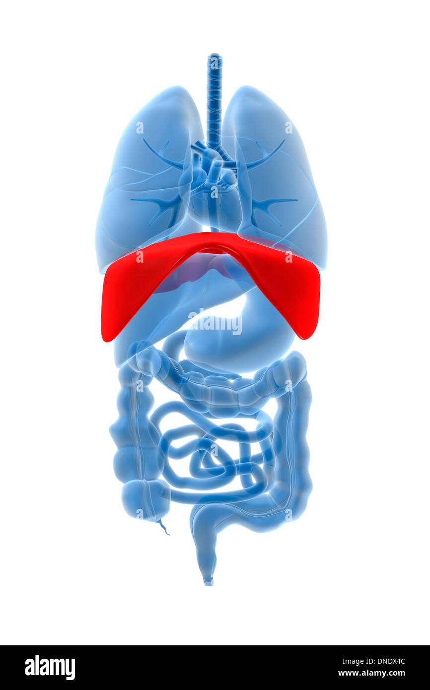Immagine a raggi X di organi interni con diaframma evidenziata in rosso. Foto Stock Immagine a raggi X di organi interni con diaframma evidenziata in rosso. Foto Stock