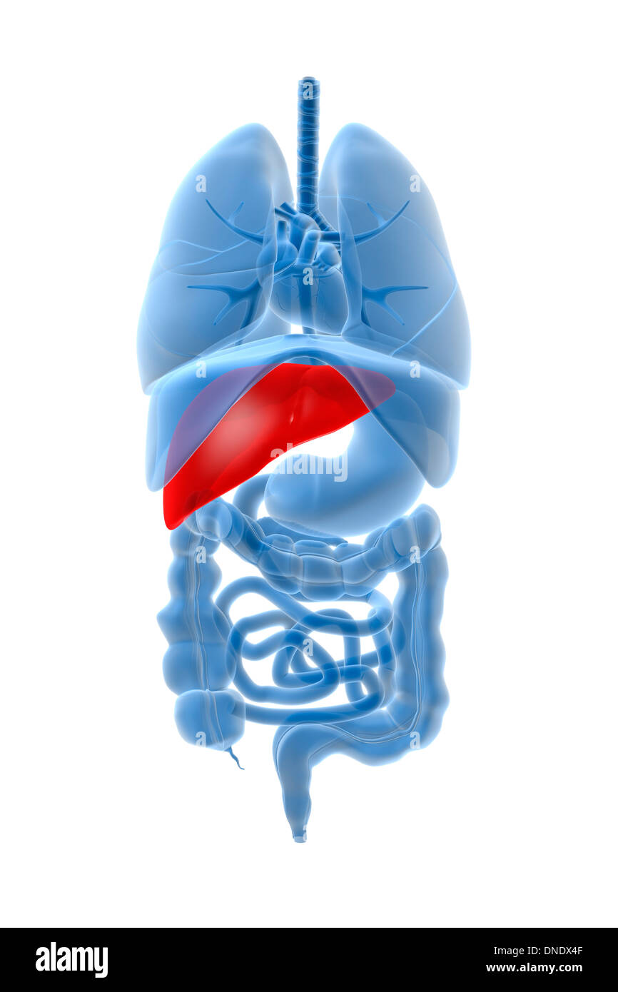 Immagine a raggi X di organi interni con il pancreas evidenziato in rosso. Foto Stock