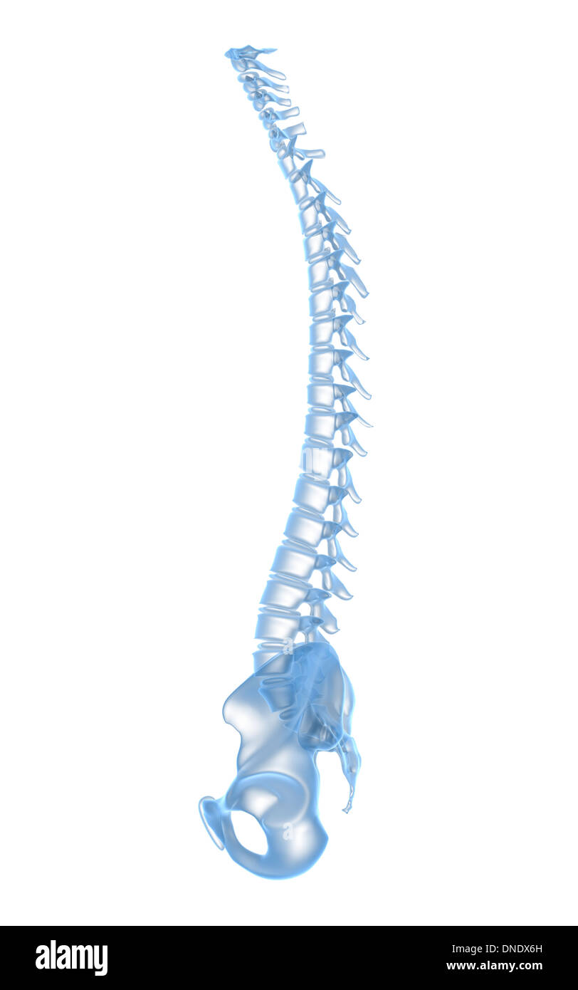 Immagine concettuale di scheletro umano. Foto Stock
